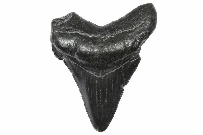 Serrated Angustidens Tooth - Megalodon Ancestor #360921